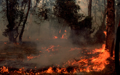 Local Anglicans provide care and support to bushfire victims in Australia