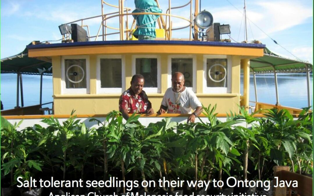 Grass roots Anglicans’ responses to food insecurity heard at the UN