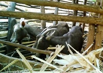 Umoja goats